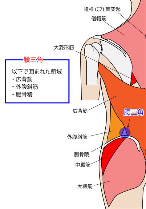 腰三角 構成|腰三角と聴診三角 ALLFORONE. 